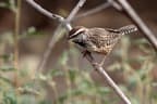 Cactus Wren