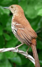 Brown Thrasher