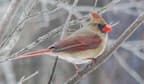 Northern Cardinal