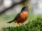 American Robin