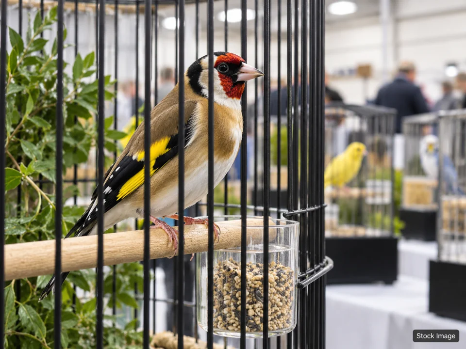 Friendship Poultry Club Fall Show: Bird & Poultry Shows (cage-bird scene)