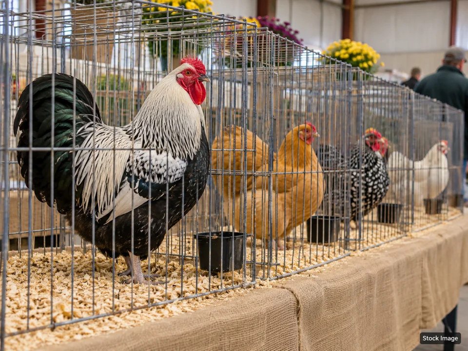 Exotic Bird Mart & Expo - Vallejo: Bird & Poultry Shows in Vallejo, California (exhibition poultry scene)