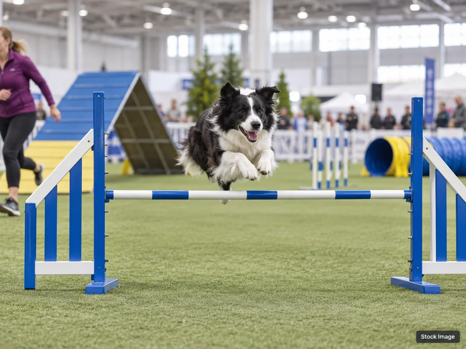 Dog Shows & Pet Expos — agility scene