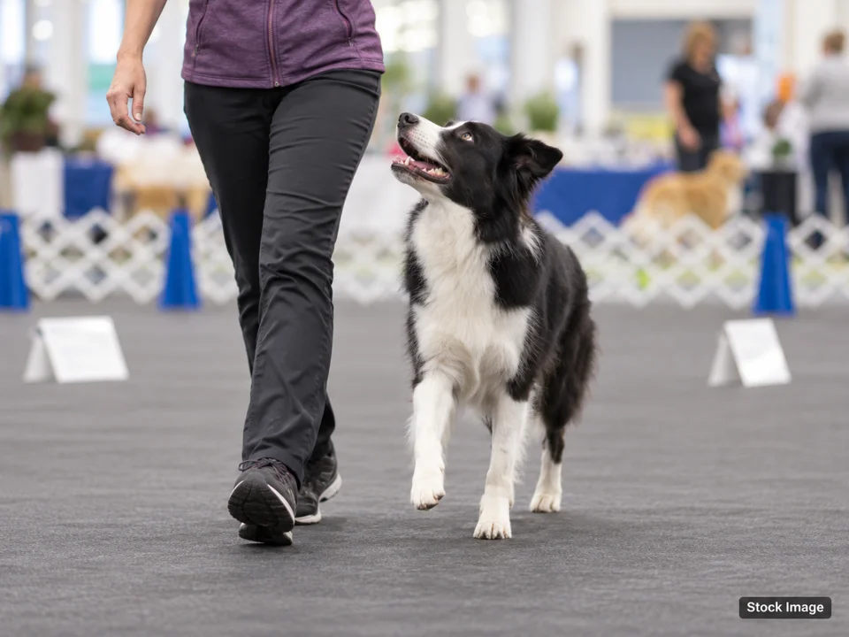 Albany Kennel Club Dog Show: Dog Shows & Pet Expos in West Springfield, Massachusetts (obedience scene)