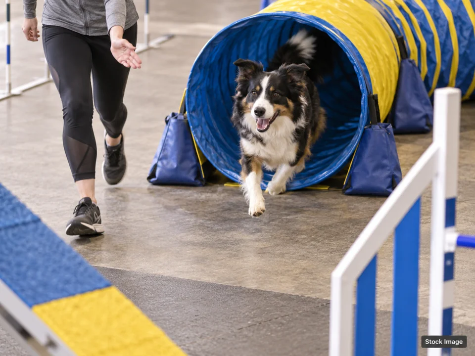 Springfield Bird and Pet Fair: Dog Shows & Pet Expos in Springfield, Missouri (agility scene)