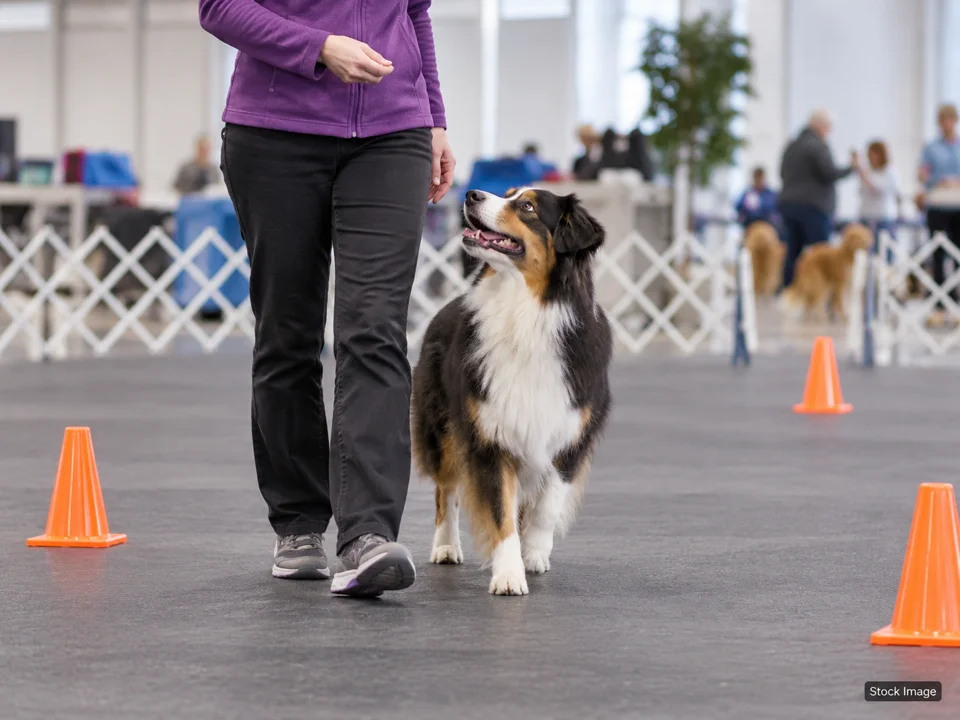 AKC Scentworks – Oct. 17th: Dog Shows & Pet Expos in Westminster, Maryland (obedience scene)