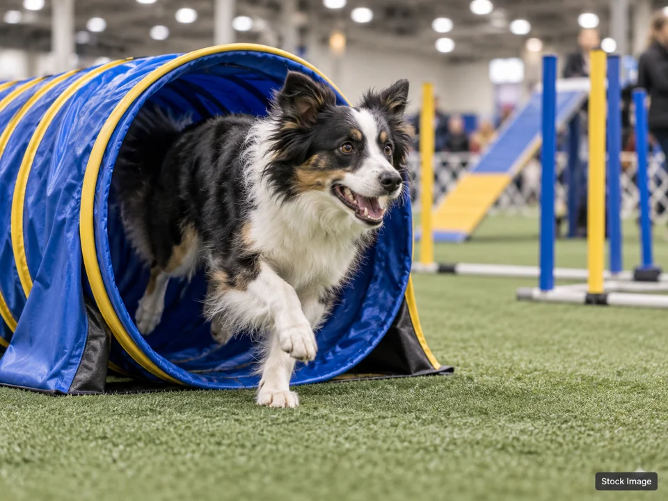 Ocala Pet Palooza: Dog Shows & Pet Expos in Ocala, Florida (agility scene)