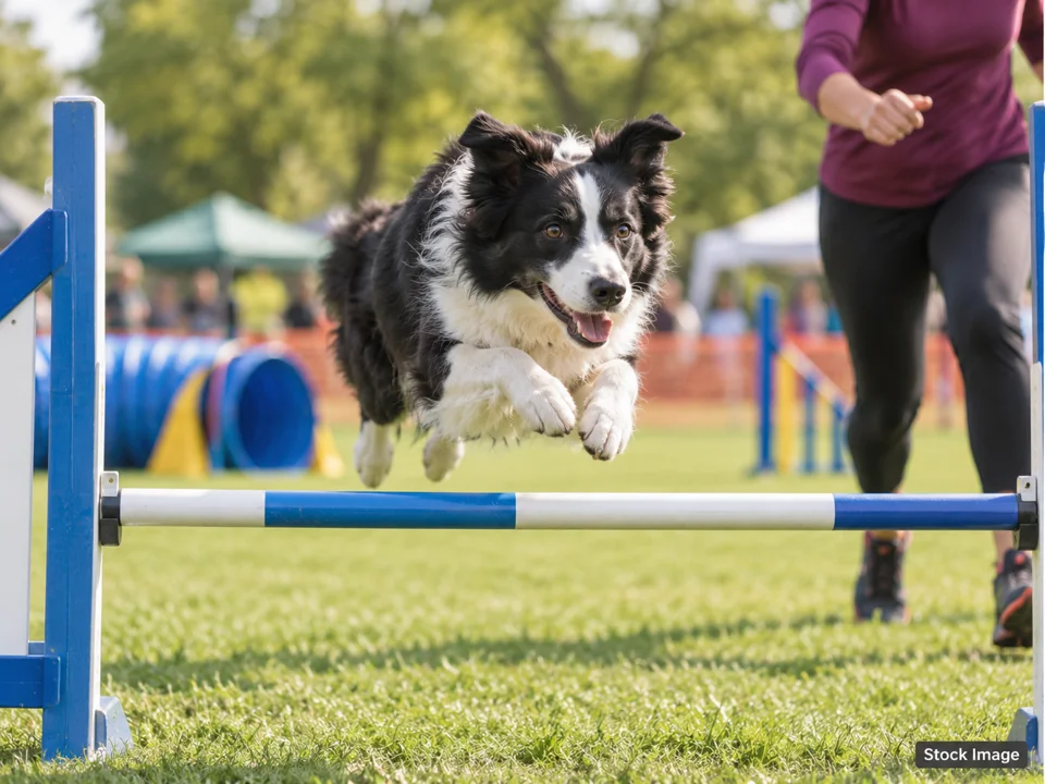 Troy Kennel Club Dog Show: Dog Shows & Pet Expos in West Springfield, Massachusetts (agility scene)