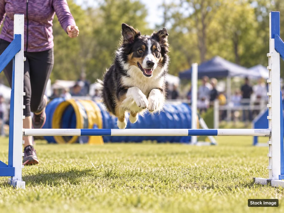 National Association of Diving Dogs Event: Dog Shows & Pet Expos in Springfield, Missouri (agility scene)