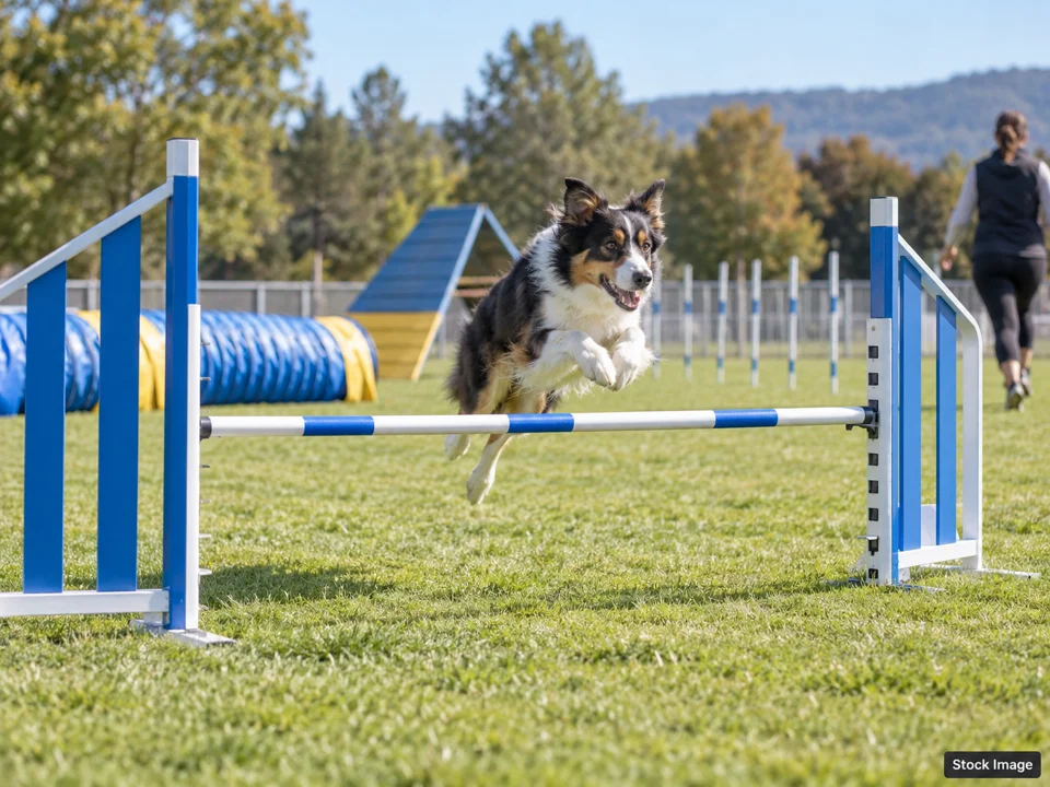 #1 TriValley Working Dog Club: Dog Shows & Pet Expos in Perris, California (agility scene)