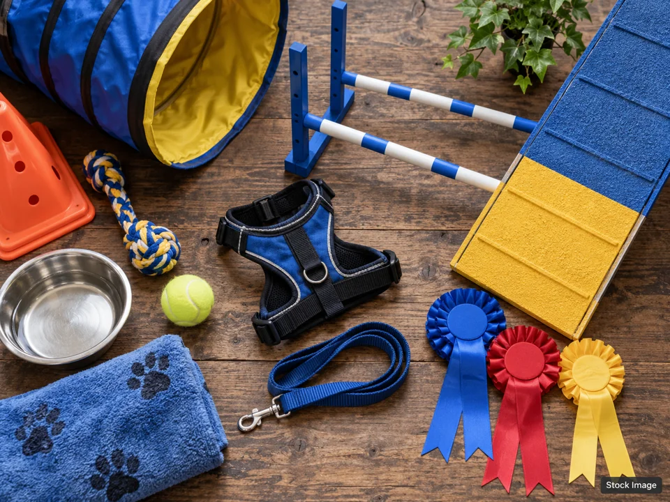 Coulee Kennel Club: Dog Shows & Pet Expos in Minnesota (agility scene)