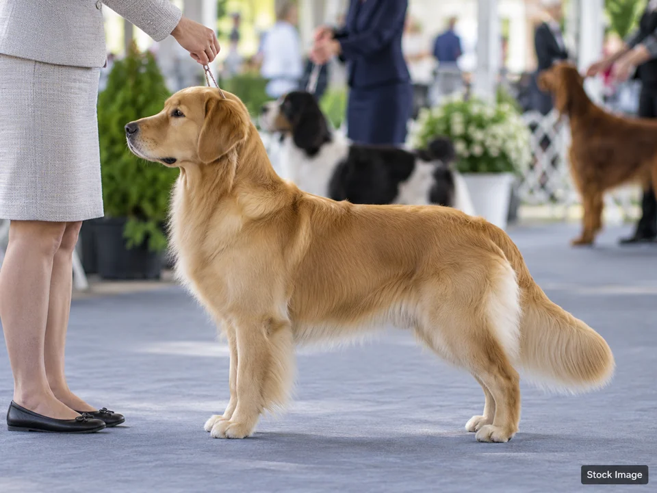 Mid-Jersey Labrador Retriever Club Dog Show - Macungie, PA: Dog Shows & Pet Expos in Pennsylvania (conformation scene)