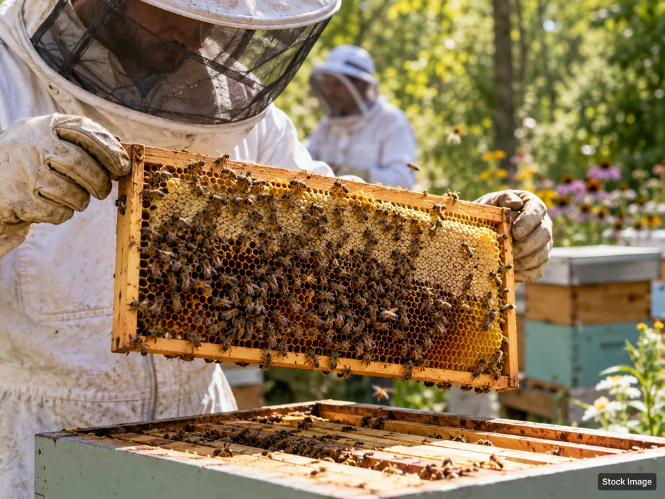 Spring Homesteaders and Preppers Bazaar 2027: Beekeeping, Homesteading & Self-Reliance Expos in Pipe Creek, Texas (beekeeping scene)