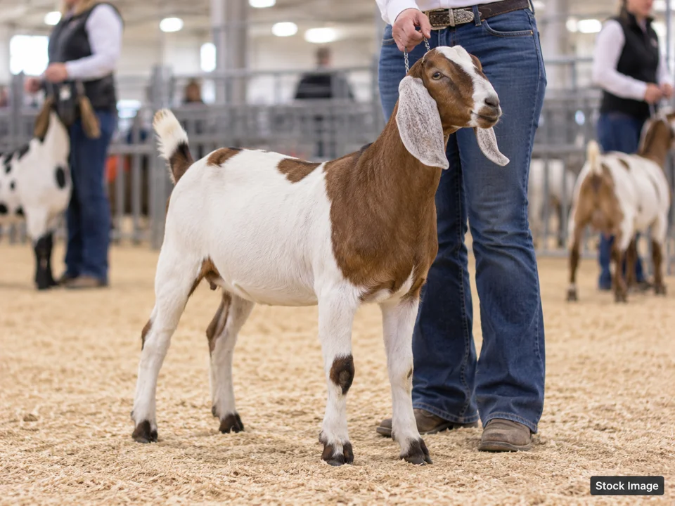 Minnesota Beef Expo: Livestock & Agricultural Breed Shows in Saint Paul, Minnesota (goat scene)