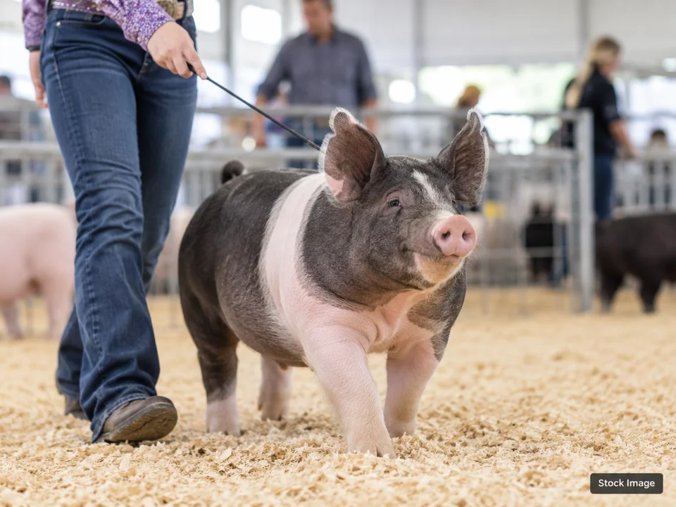 National FFA Convention: Livestock & Agricultural Breed Shows in Indiana (swine scene)