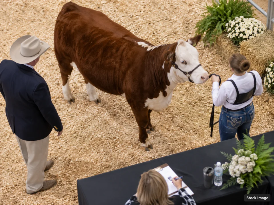 103rd American Rabbit Breeders Assn. Convention and Show: Livestock & Agricultural Breed Shows in Reno, Nevada (cattle scene)