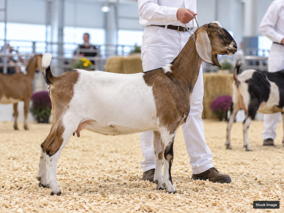 2026 ARBA 103rd Convention & Show: Livestock & Agricultural Breed Shows in Reno, Nevada (goat scene)
