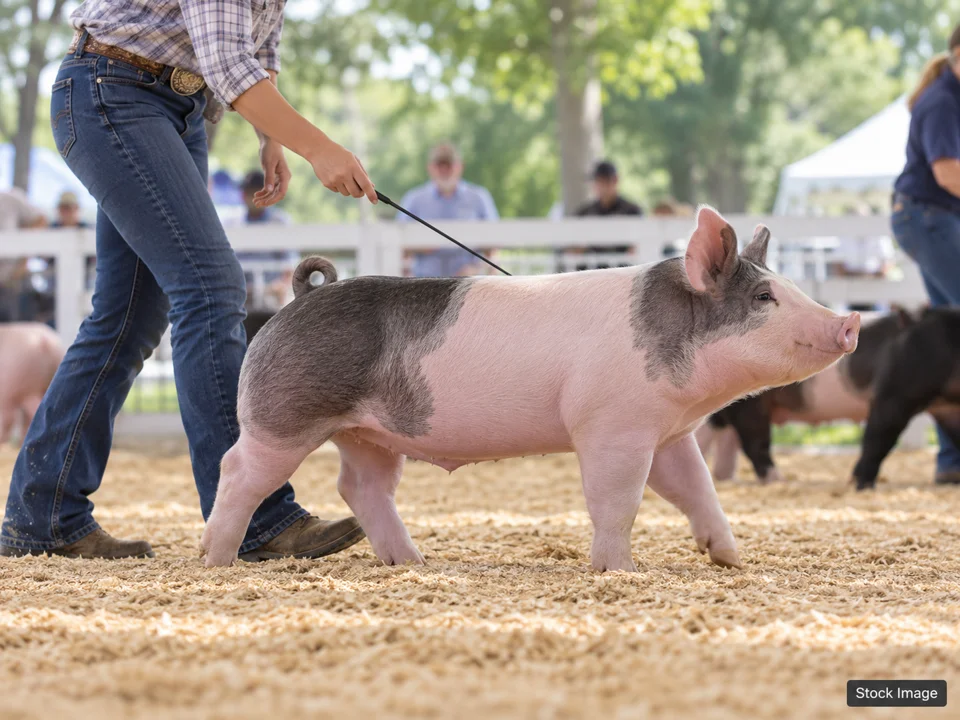 27th Annual North Star Classic Cattle Show: Livestock & Agricultural Breed Shows in Valley City, North Dakota (swine scene)