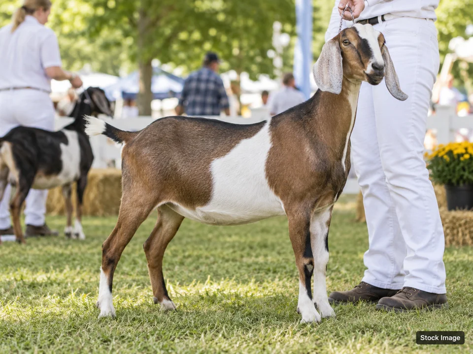 2026 EBBA Christmas Classic: Livestock & Agricultural Breed Shows in Hattiesburg, Mississippi (goat scene)