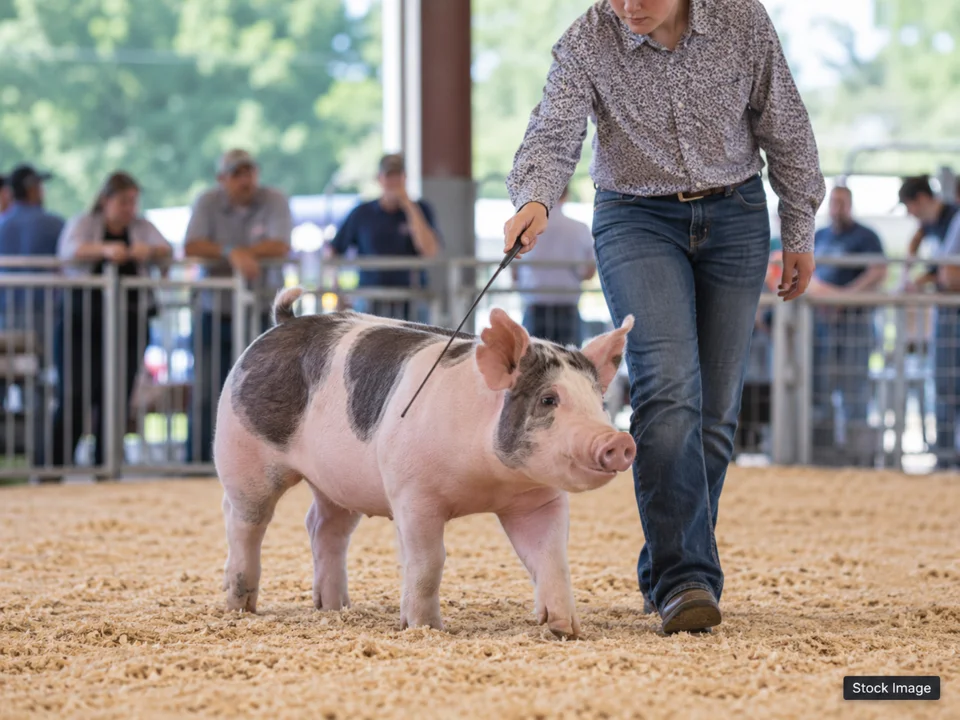 Arizona National Livestock Show 2026: Livestock & Agricultural Breed Shows in Phoenix, Arizona (swine scene)