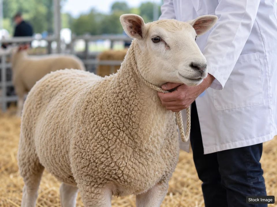 Fort Worth Stock Show & Rodeo 2027: Livestock & Agricultural Breed Shows in Fort Worth, Texas (sheep scene)