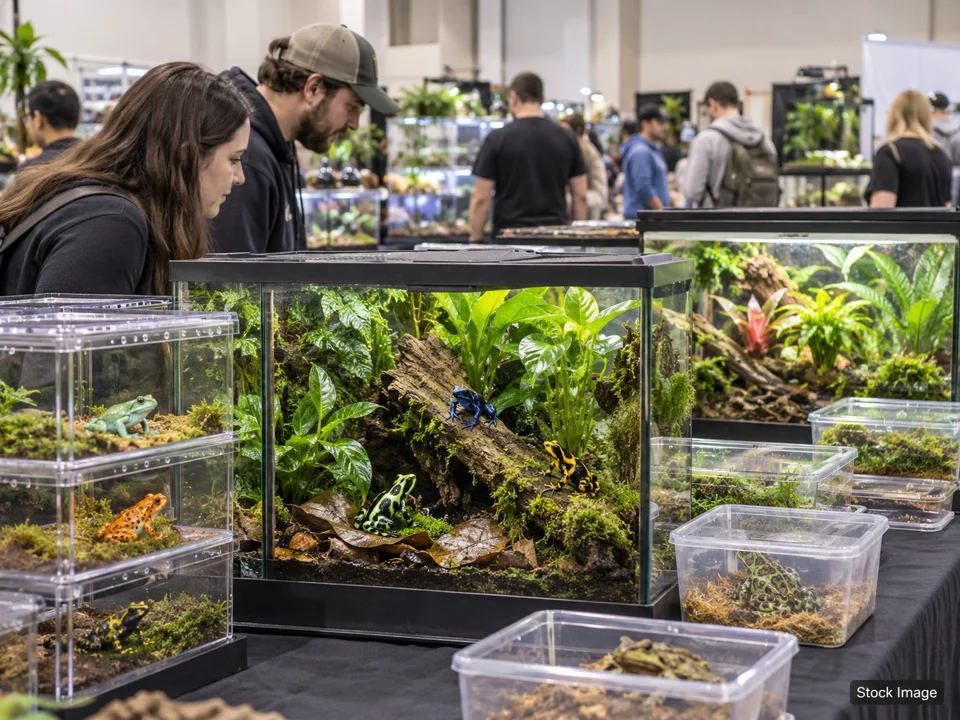 Reptile & Exotic-Pet (Herp) Expos — amphibians scene