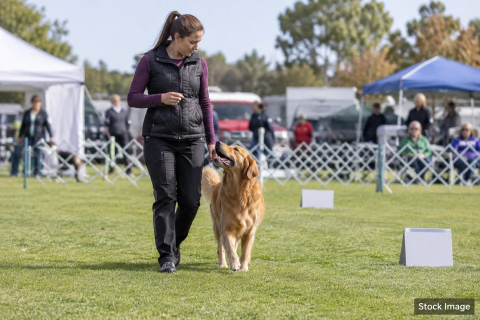 Obedience — obedience exhibits and activities scene