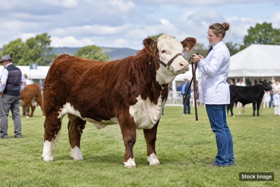 Cattle — cattle exhibits and activities scene